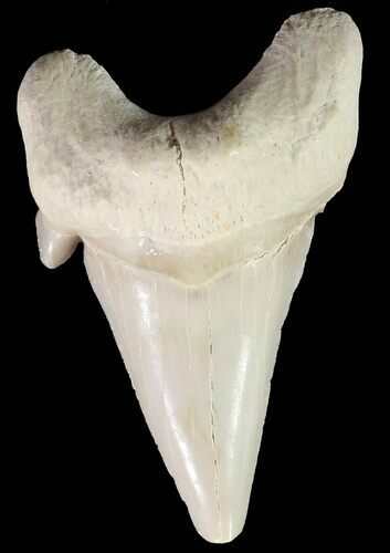 Otodus Shark Tooth Fossil - Eocene #67262
